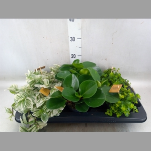 Planten  ..mix