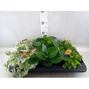 Planten  ..mix