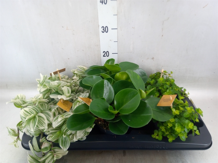 <h4>Planten  ..mix</h4>