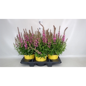 Lythrum  'Robin'