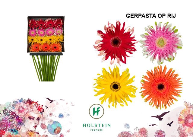 <h4>Gerbera Pasta Mix Op Rij Diamond per kaart</h4>