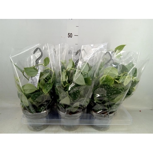 Scindapsus pictus 'Argyraeus'