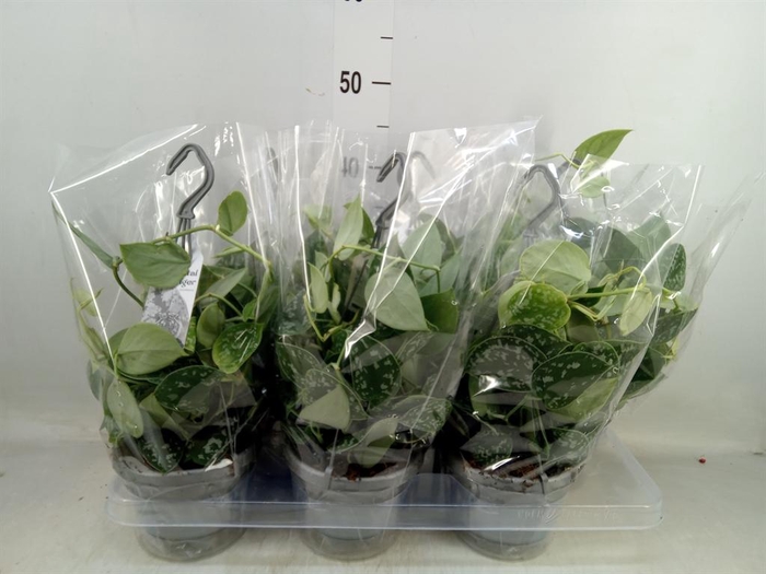 <h4>Scindapsus pictus 'Argyraeus'</h4>