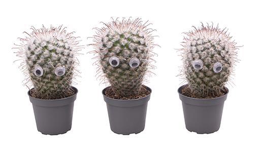 <h4>ECHINOCACTUS HYBRID P6</h4>