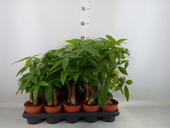 <h4>Pachira aquatica</h4>