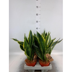 Sansevieria trifa. 'Futura Superba'
