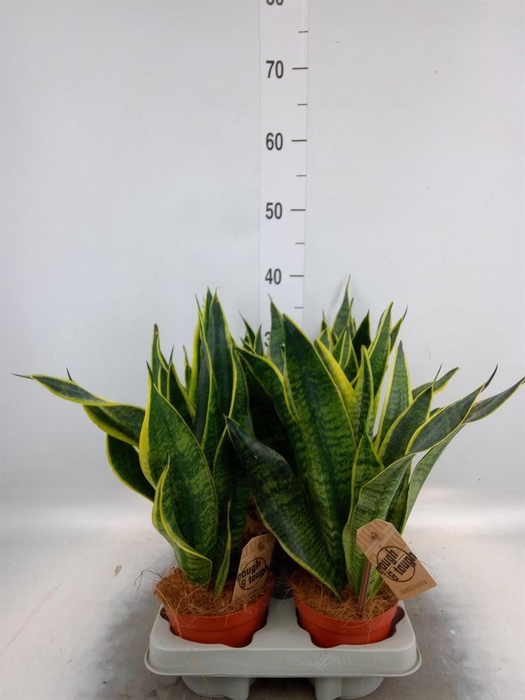 <h4>Sansevieria trifa. 'Futura Superba'</h4>