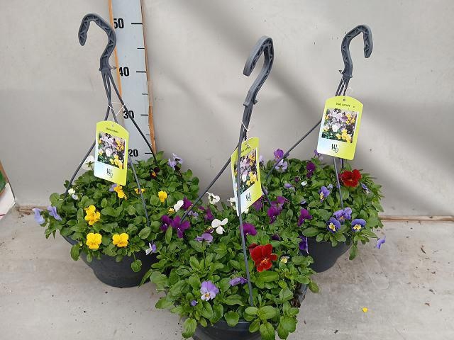 <h4>VIO CO END MIXK</h4>