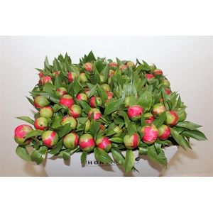 Paeo L Coral Ambre Xl