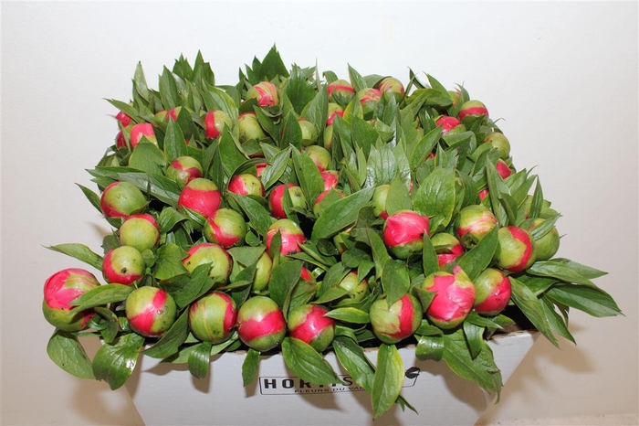 <h4>Paeo L Coral Ambre Xl</h4>