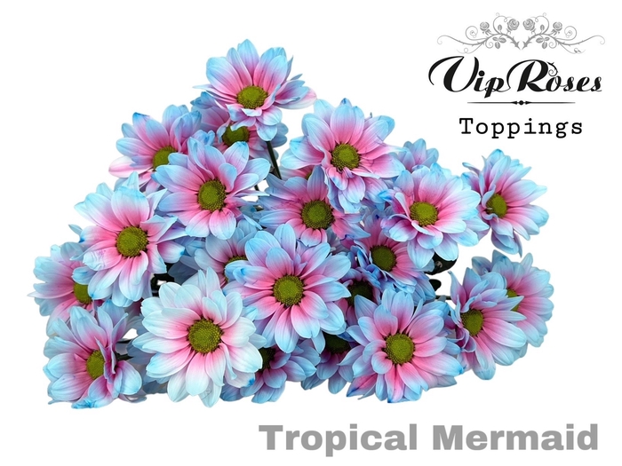 <h4>Chr T Tropical Mermaid</h4>