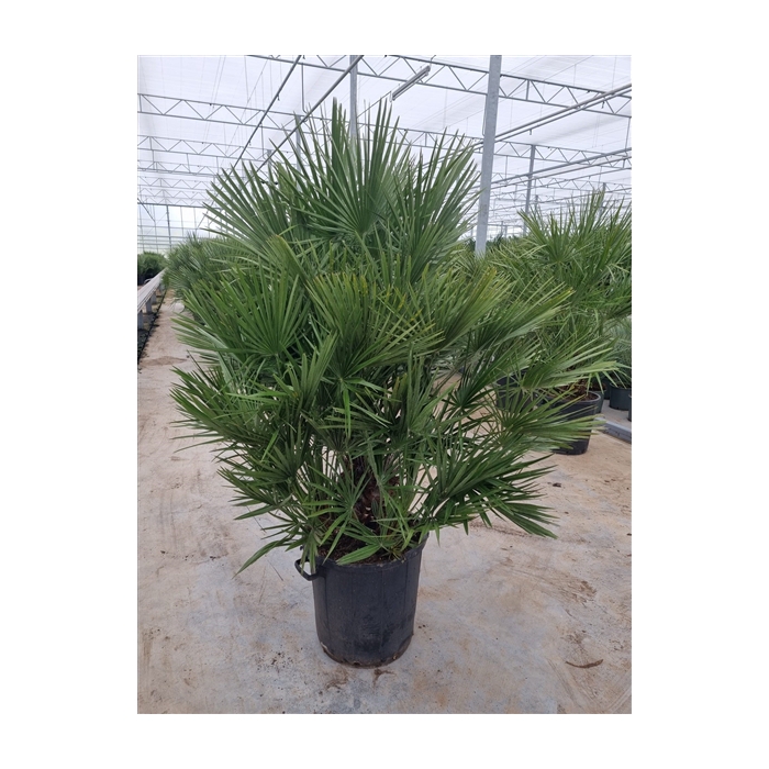 <h4>Chamaerops humilis</h4>