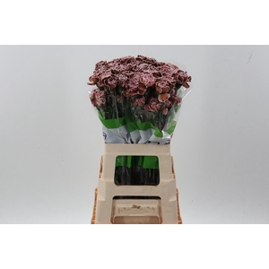 Di St Tinted Chocolate