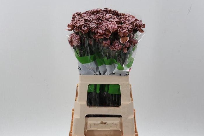 <h4>Di St Tinted Chocolate</h4>