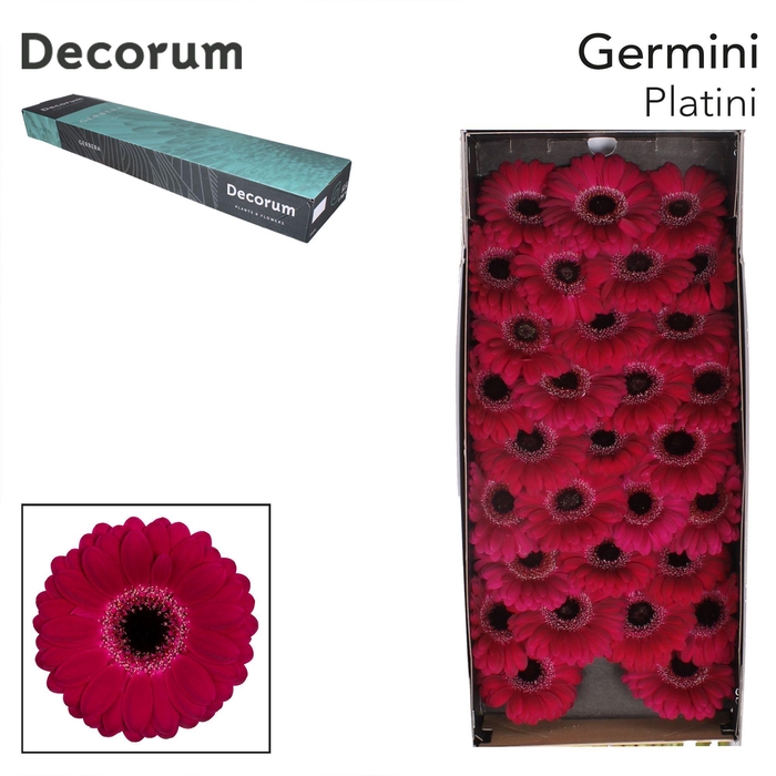 <h4>Germini Platini Doos</h4>