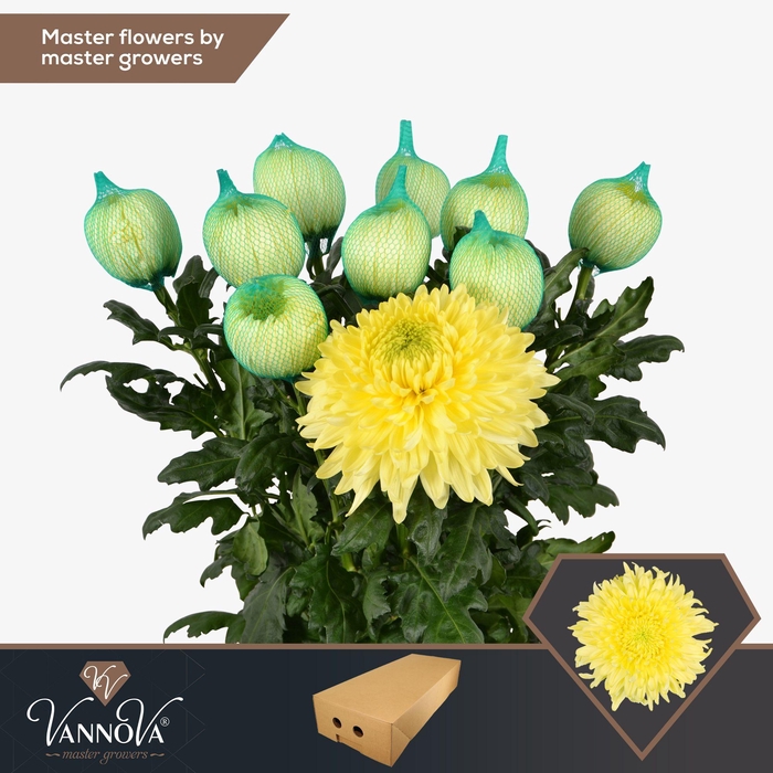 <h4>Chr G Magnum Yellow</h4>