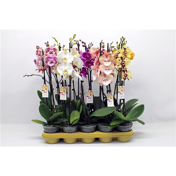 <h4>Phalaenopsis gemengd</h4>