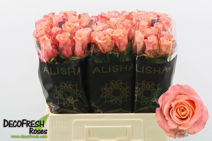 <h4>Rs gr Maureen</h4>