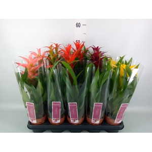 Guzmania   ...mix