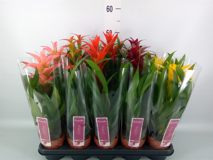 <h4>Guzmania   ...mix</h4>