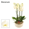 Nora 6 tak symphony white (Deco-collection)