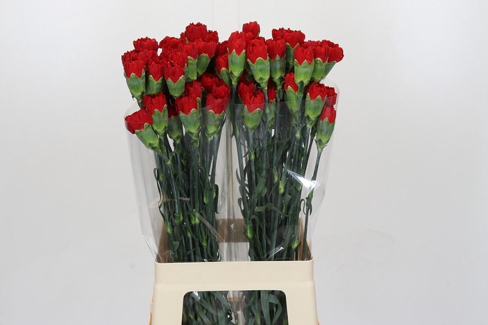 <h4>Dianthus St Don Pedro</h4>