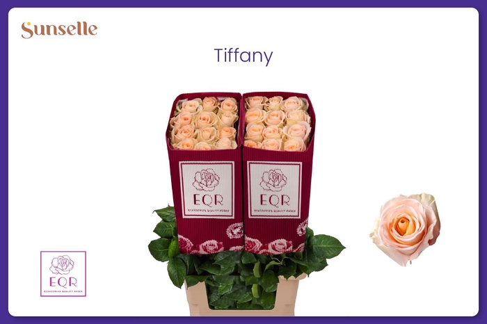 <h4>R GR TIFFANY!</h4>