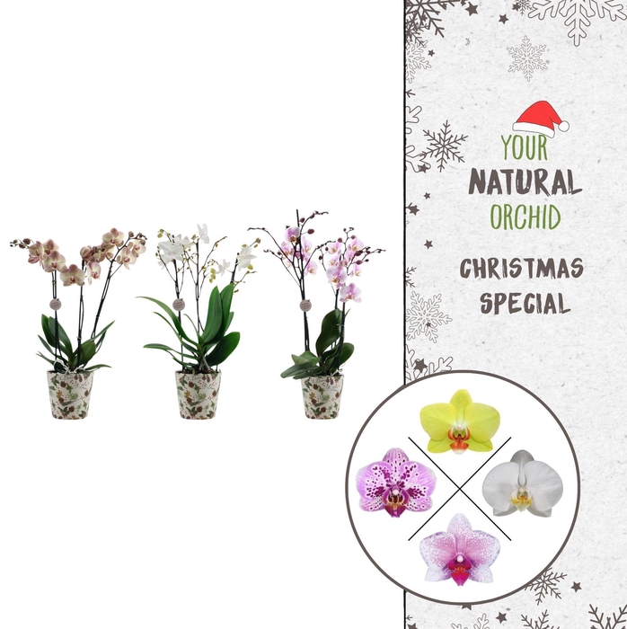 <h4>Christmas | 3 spike Flower Symphony mix | Kerst potcover</h4>