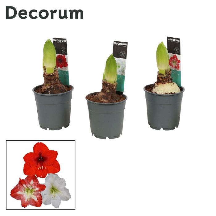 <h4>Amaryllis Mix 2 knop Extra OP (Decorum)</h4>