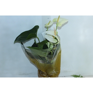 ANTHURIUM SUMI P17