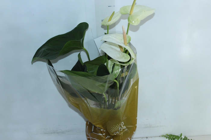 <h4>ANTHURIUM SUMI P17</h4>