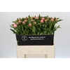 Paeonia Etched Salmon