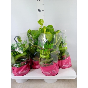 Epipremnum pinn. 'Global Green'