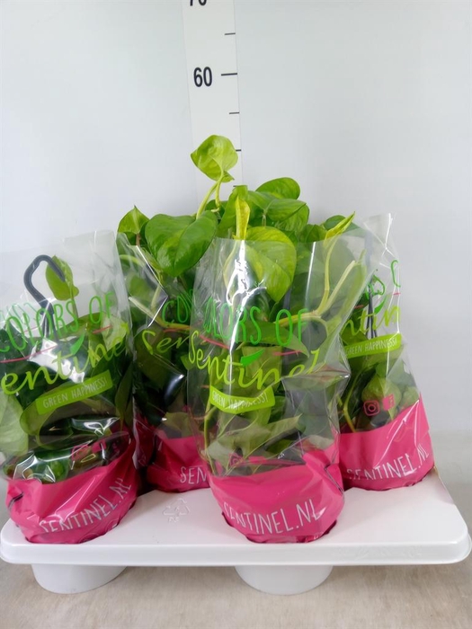 <h4>Epipremnum pinn. 'Global Green'</h4>