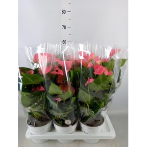 Anthurium andr. 'Pink Champion'