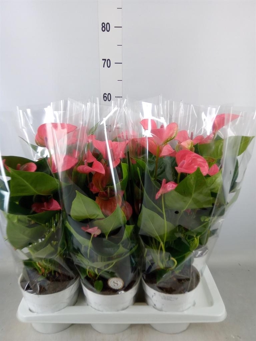 <h4>Anthurium andr. 'Pink Champion'</h4>