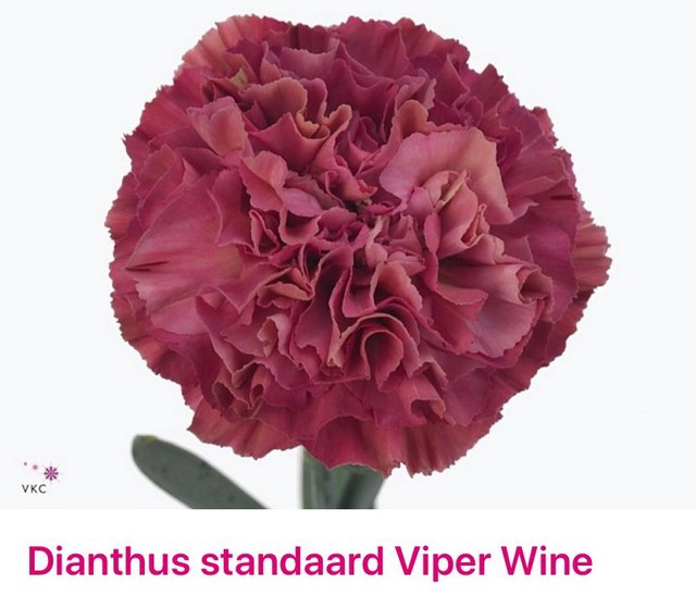 <h4>Dianthus st viper wine</h4>