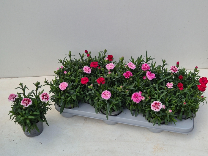 <h4>DIAN OSC GEM</h4>