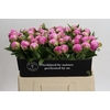 Paeonia Dr Alexander Fleming