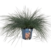Festuca glauca Intense Blue®