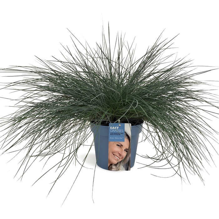 Festuca glauca Intense Blue®