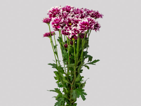 <h4>CRISANTEMO MARTINA 080 CM BICOLOR</h4>
