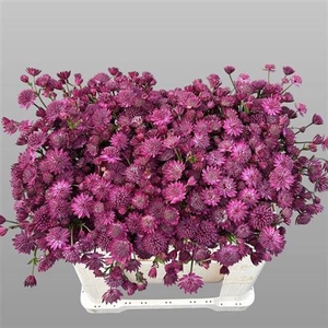 Astrantia Capri