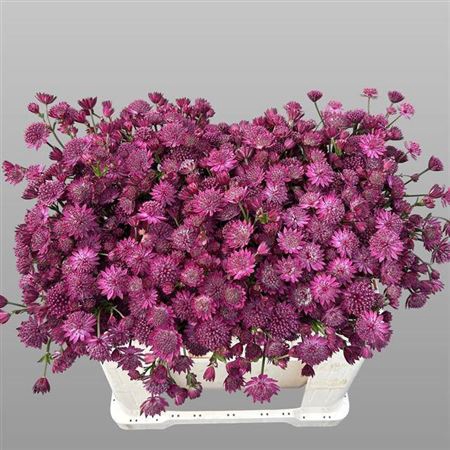 <h4>Astrantia Capri</h4>