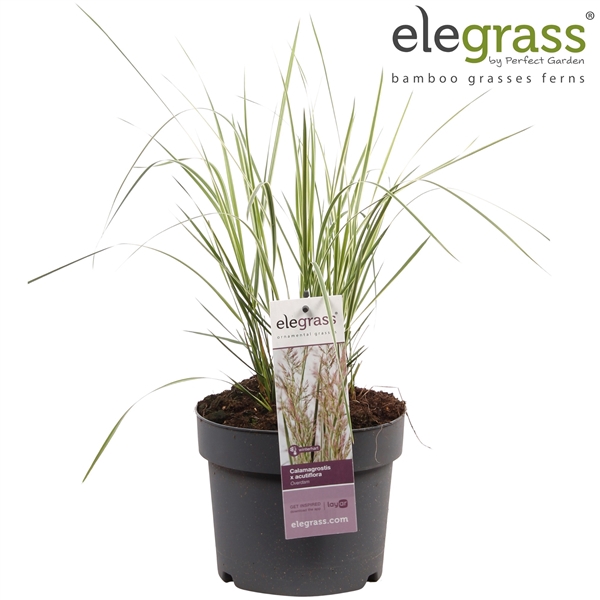 <h4>Calamagrostis x acutiflora 'Overdam' P14</h4>