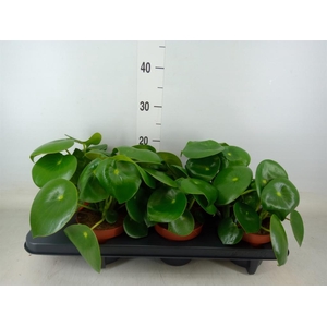Peperomia polybotrya 'Raindrop'