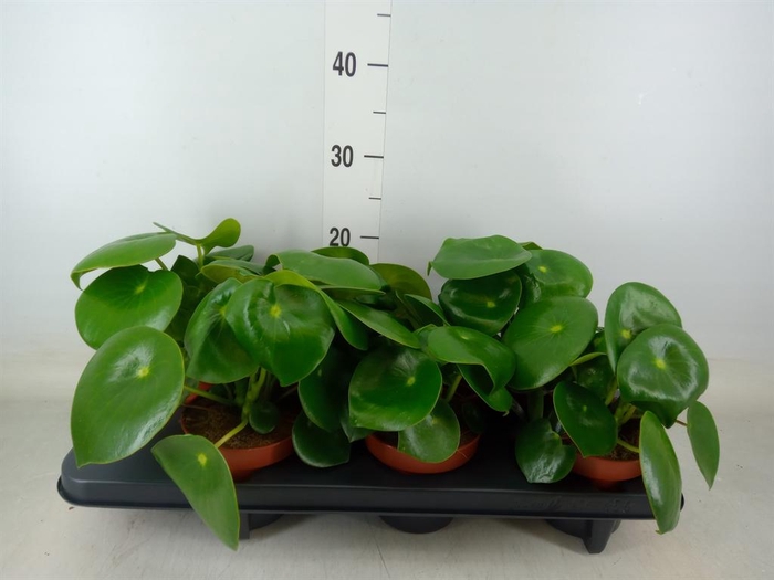 <h4>Peperomia polybotrya 'Raindrop'</h4>