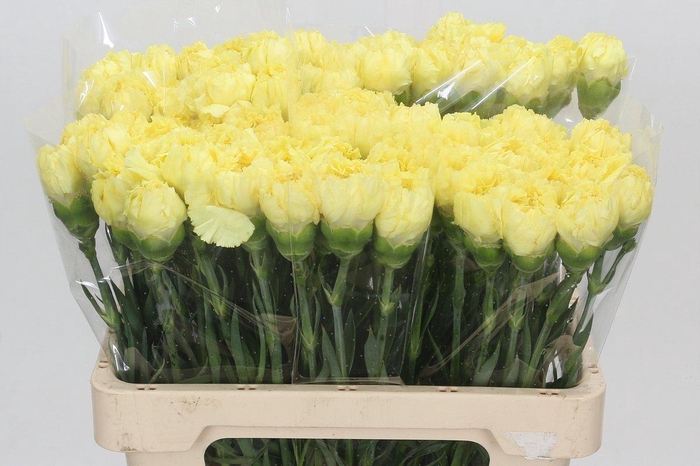 <h4>Dianthus St Zelda</h4>