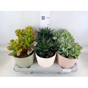 Succulents   ...