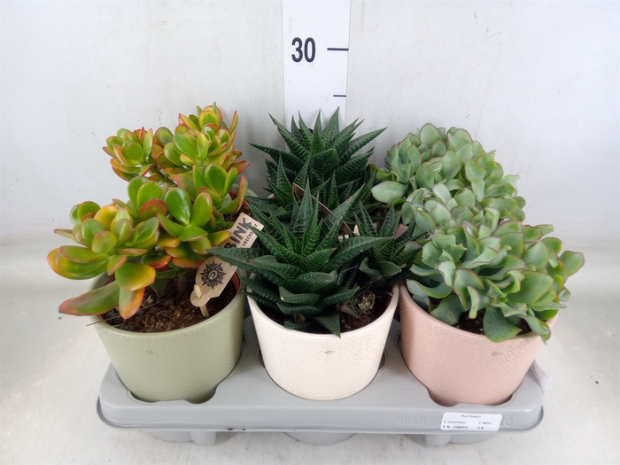 <h4>Succulents   ...</h4>